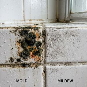 Mold VS Mildew. What’s The Difference?
