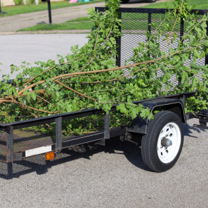 5 Benefits Of Hiring A Tree Removal Service