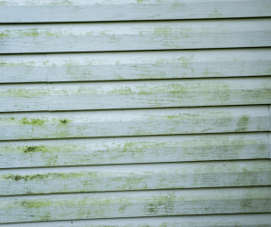 House Siding Mold Removal: Tips and Techniques