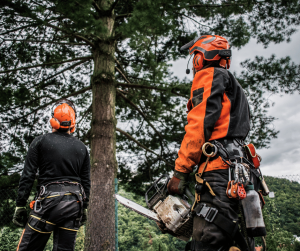 The Art of Cutting Tree Branches for Home Maintenance