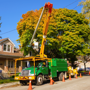 Branch Removal Service: Essential Guide to Keeping Your Trees Healthy