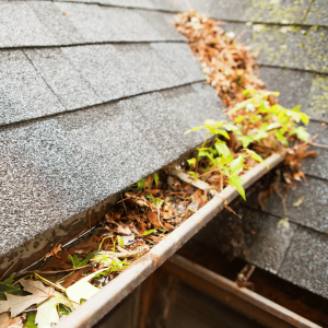 Gutter Cleaning Specialists: Costs, Responsibilities, and Best Practices for Your Home