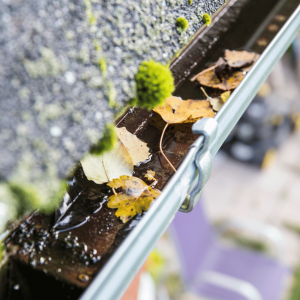 Causes, Prevention, and How to Keep Your Gutters Clean and Mold-Free