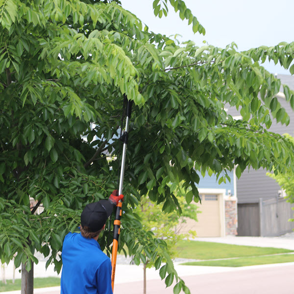 Tree Branch Removal