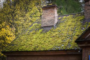 How Moss and Algae Can Damage Your Salem Home’s Exterior