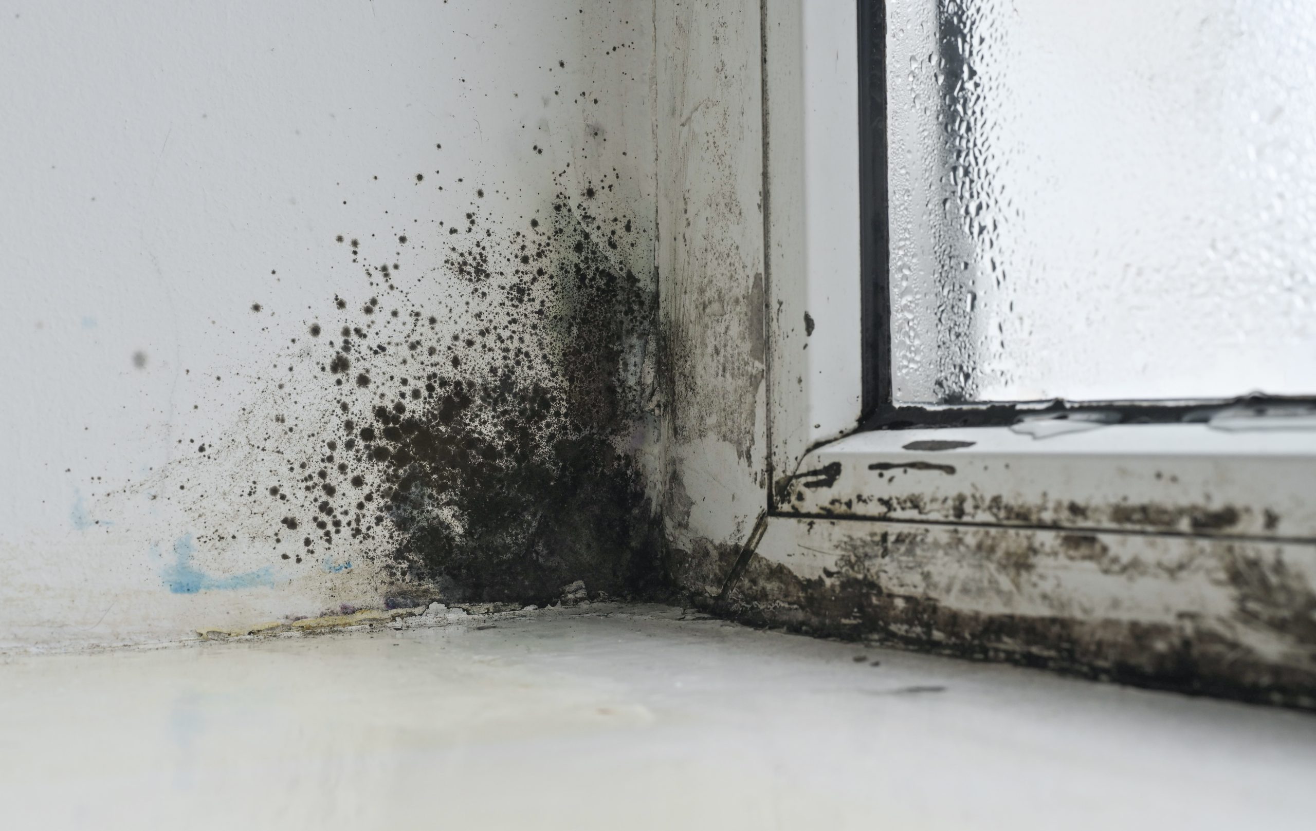 How to Protect Your Durham Home from Mold and Moisture Damage