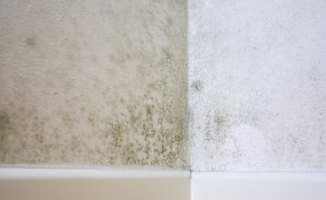How Moisture and Humidity Lead to Mold Problems in Greater Portland Homes