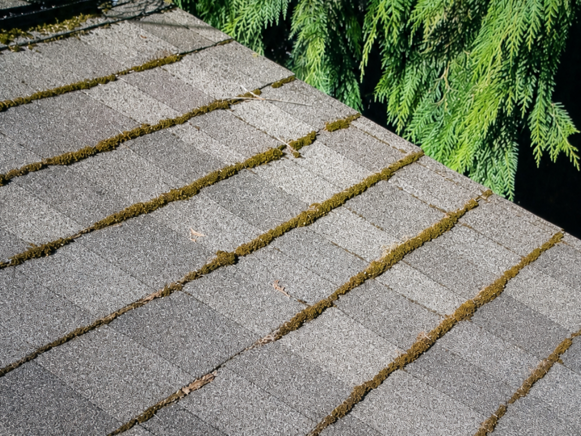 Gutter filled with leaves before professional cleaning