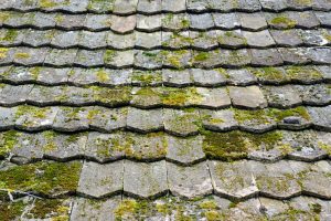 Pacific Northwest Defense: HomeSmiles’ Gutter & Roof Moss Treatments in Portland