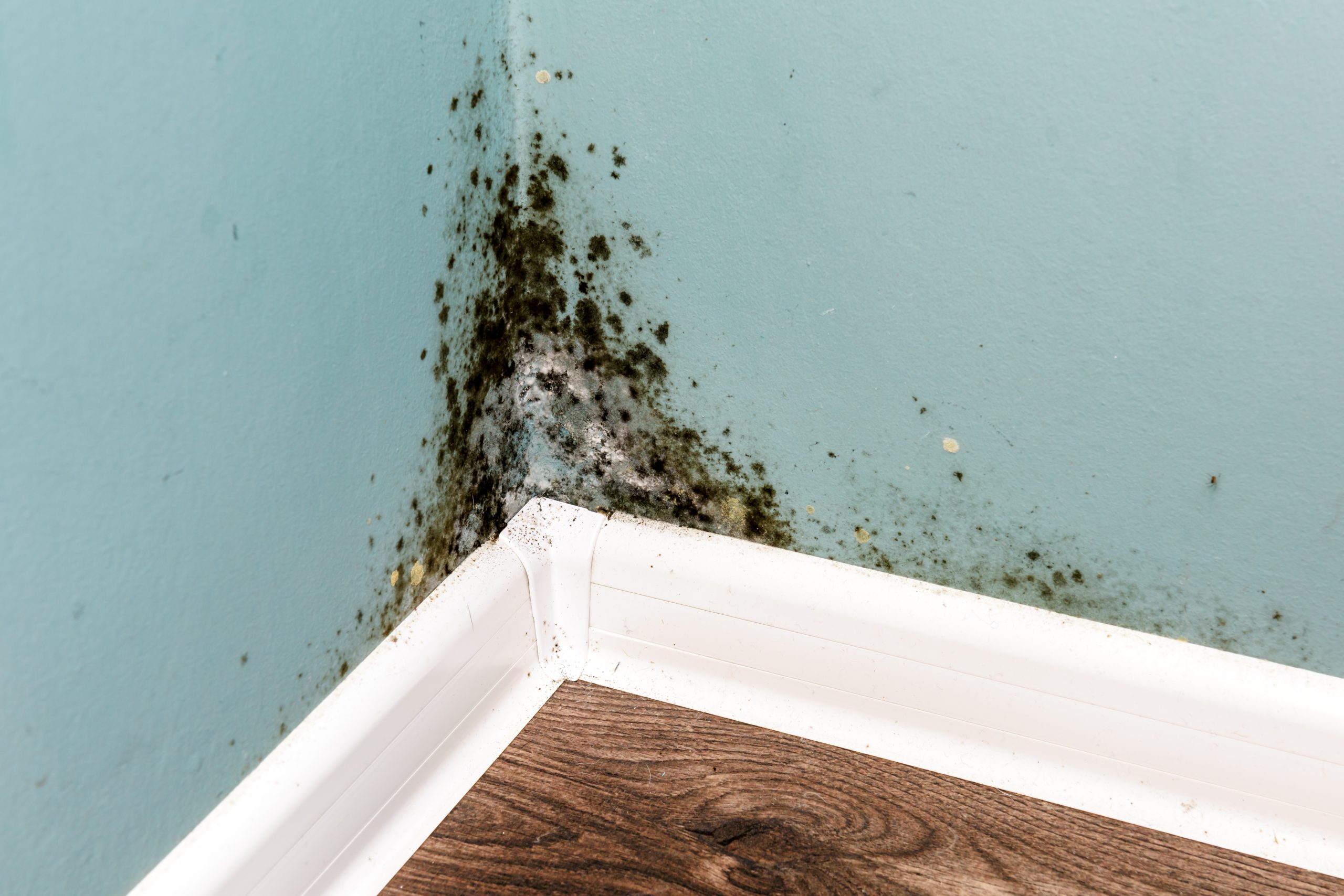Central Florida Home Care: Fighting Moisture, Mold, & Humidity with HomeSmiles Polk County